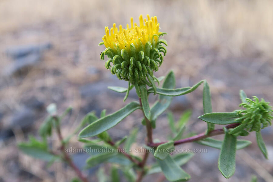 Columbia River gumweed (Grindelia hirsutula (Grindelia nana ssp. columbiana)) [Highway 197, Dallesport, Klickitat County, Washington]