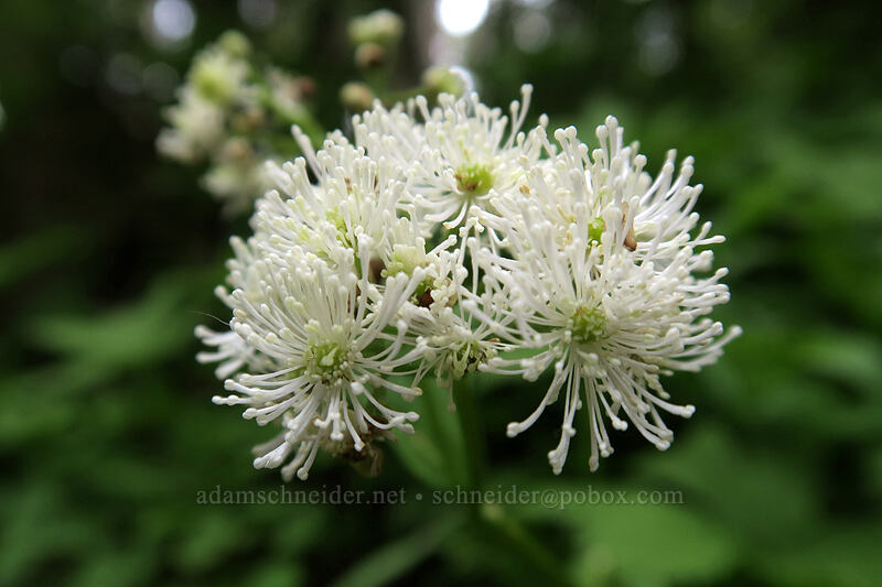 baneberry flowers (Actaea rubra) [Top Spur Trail, Mt. Hood National Forest, Clackamas County, Oregon]