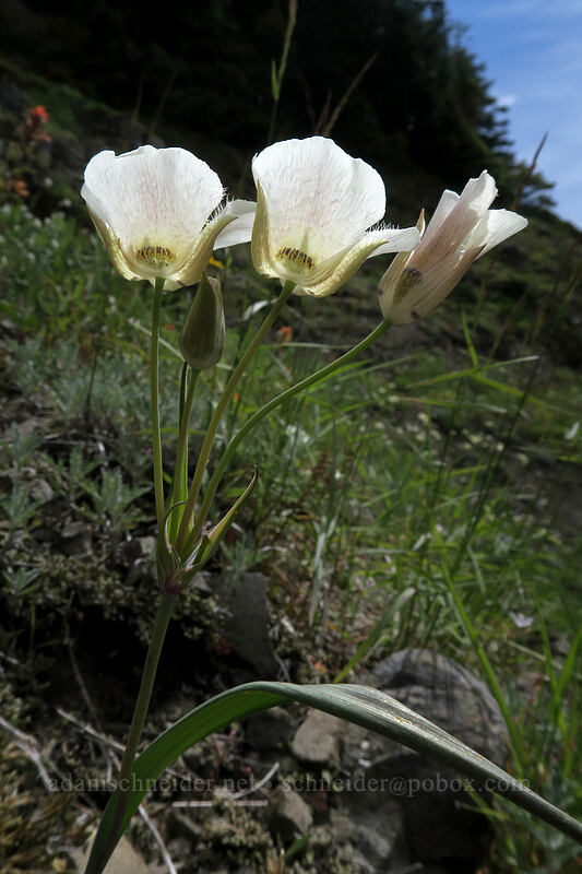 subalpine mariposa lilies (Calochortus subalpinus) [Bald Mountain, Mt. Hood Wilderness, Clackamas County, Oregon]