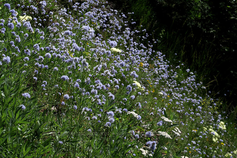 blue-head gilia & heart-leaf buckwheat (Gilia capitata, Eriogonum compositum) [Bald Mountain, Mt. Hood Wilderness, Clackamas County, Oregon]