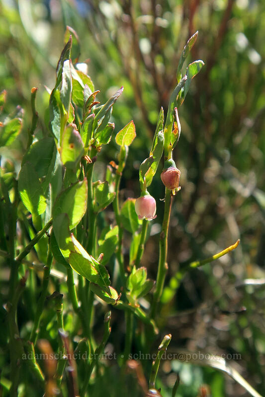 grouse whortleberry flowers (Vaccinium scoparium) [McNeil Point, Mt. Hood Wilderness, Hood River County, Oregon]