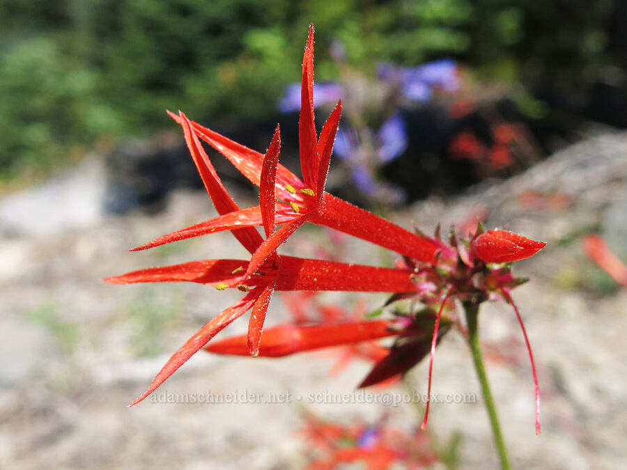 scarlet gilia (Ipomopsis aggregata) [Clear Creek Trail, Mount Shasta Wilderness, Siskiyou County, California]