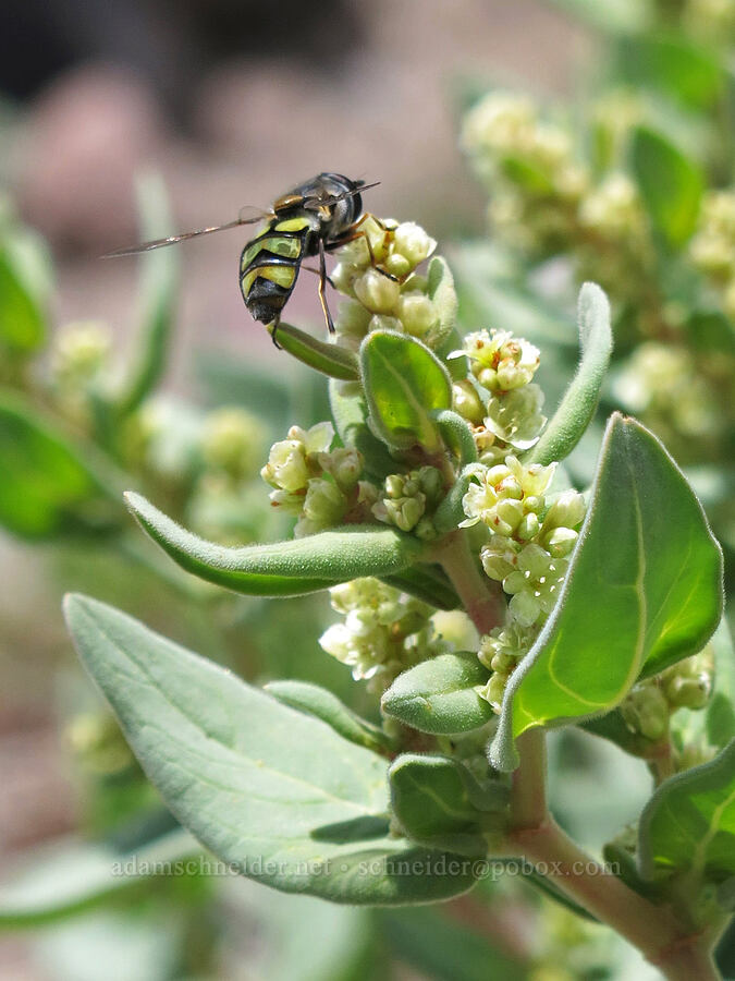 lucent hover-fly on Davis'/Newberry's knotweed (Didea fuscipes, Aconogonon davisiae (Koenigia davisiae) (Polygonum newberryi)) [Clear Creek Trail, Mount Shasta Wilderness, Siskiyou County, California]