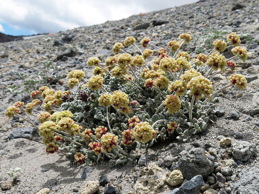 buckwheat (Eriogonum sp.) [Mud Creek Canyon rim, Mount Shasta Wilderness, Siskiyou County, California]