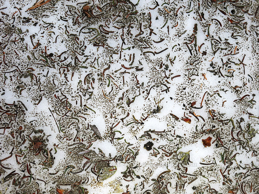 patterns on melting snow [Clear Creek Trail, Mount Shasta Wilderness, Siskiyou County, California]