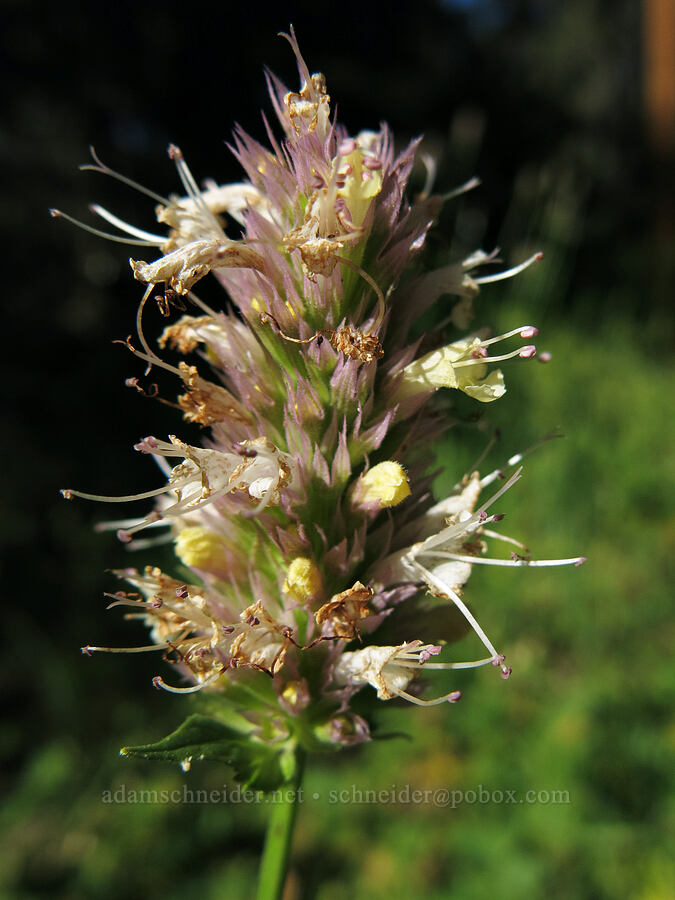 nettle-leaved horse-mint (Agastache urticifolia) [Pilot Rock Trail, Soda Mountain Wilderness, Jackson County, Oregon]