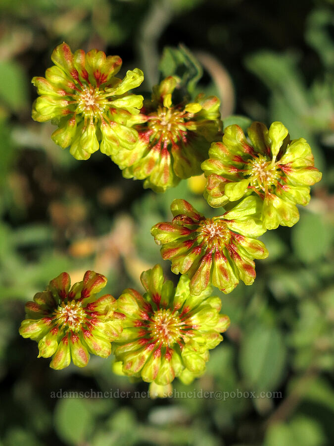 sulphur-flower buckwheat (Eriogonum umbellatum) [Pilot Rock Trail, Soda Mountain Wilderness, Jackson County, Oregon]