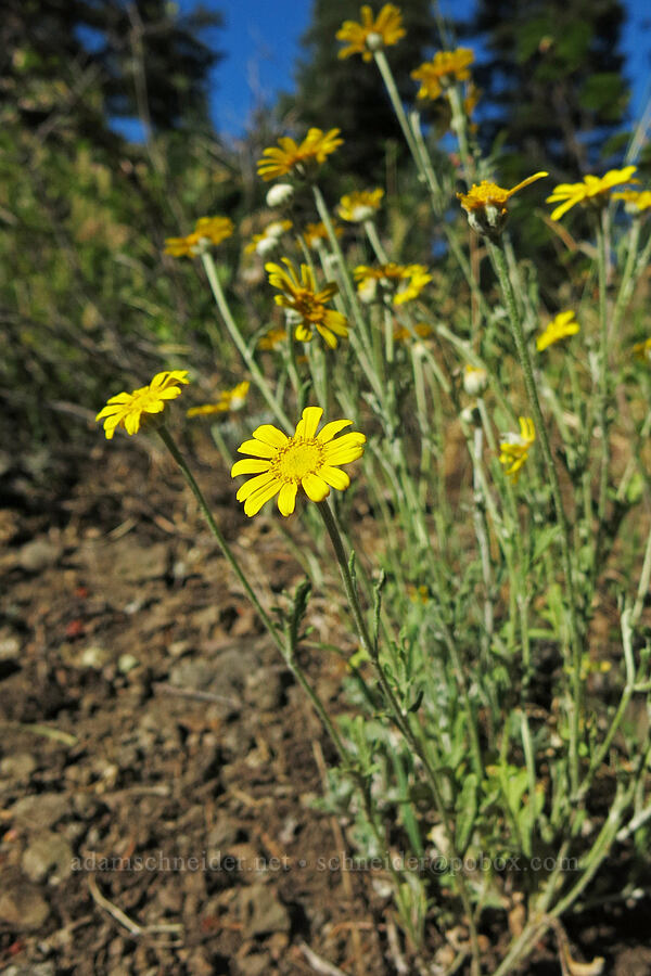 Oregon sunshine (Eriophyllum lanatum) [Pilot Rock Trail, Soda Mountain Wilderness, Jackson County, Oregon]