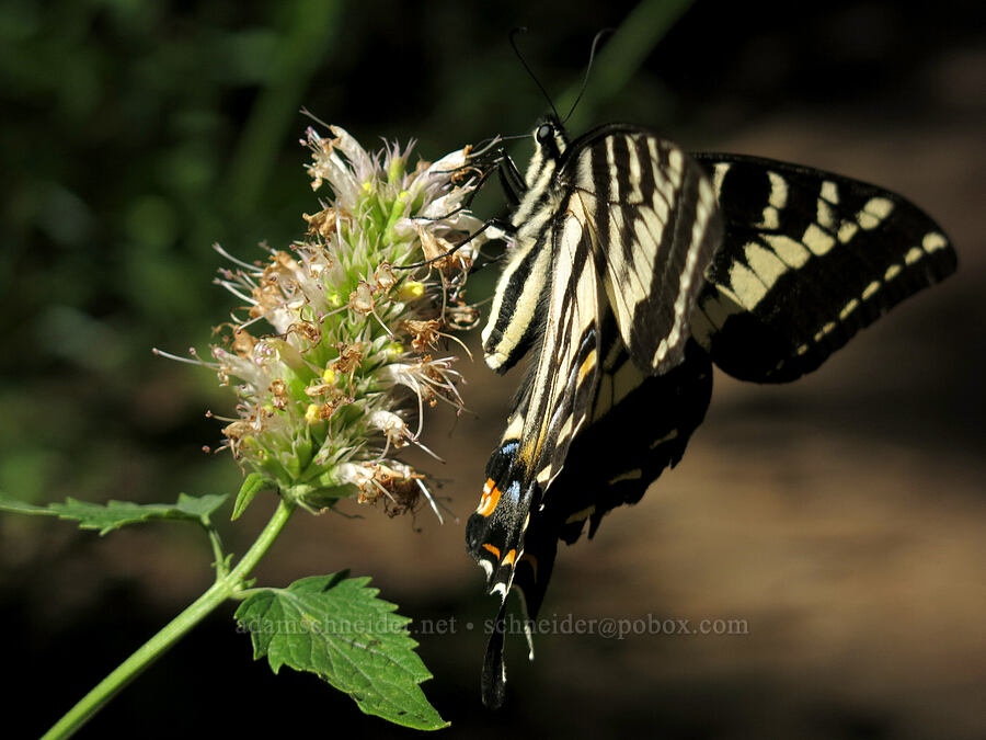 pale swallowtail butterfly on nettle-leaf horse-mint (Papilio eurymedon, Agastache urticifolia) [Pilot Rock Trail, Soda Mountain Wilderness, Jackson County, Oregon]