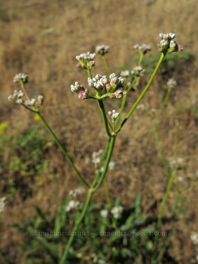 tall buckwheat (Eriogonum elatum) [Pilot Rock Trail, Soda Mountain Wilderness, Jackson County, Oregon]