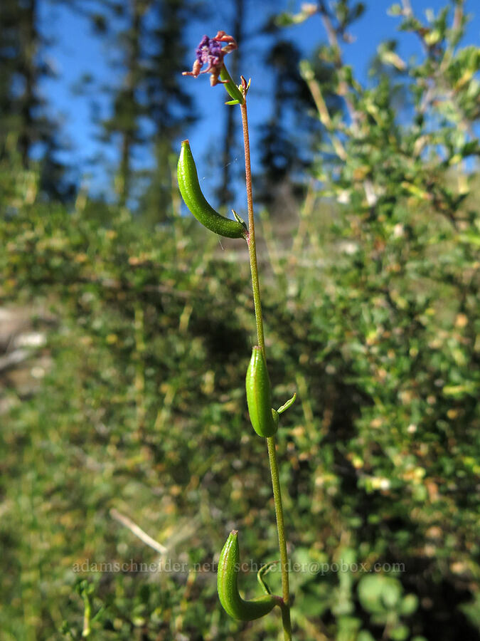 diamond clarkia seed-pods (Clarkia rhomboidea) [Pilot Rock Trail, Soda Mountain Wilderness, Jackson County, Oregon]