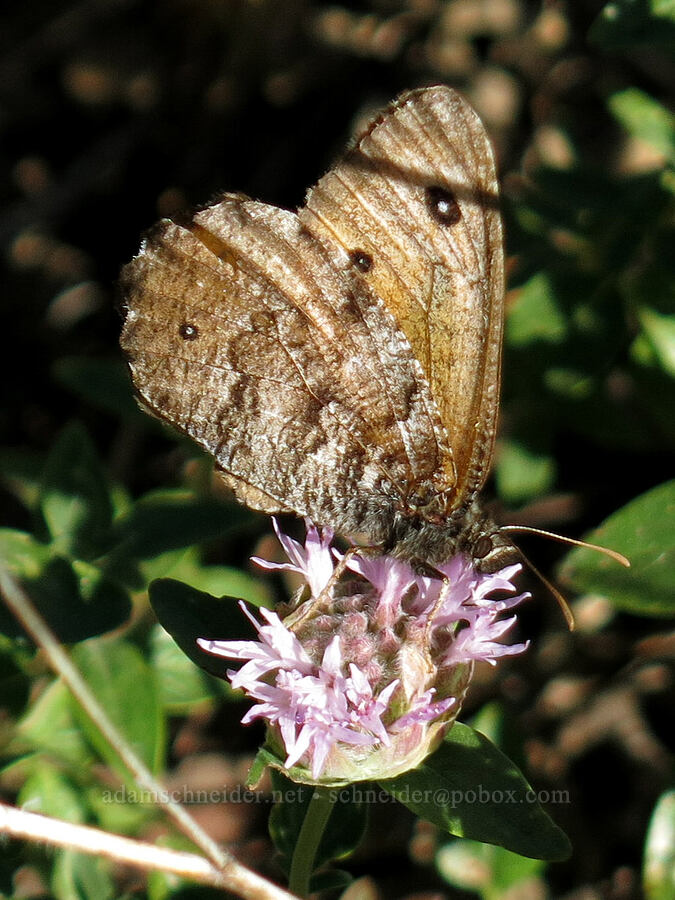 great arctic butterfly on coyote mint (Oeneis nevadensis, Monardella odoratissima) [Pilot Rock Trail, Soda Mountain Wilderness, Jackson County, Oregon]