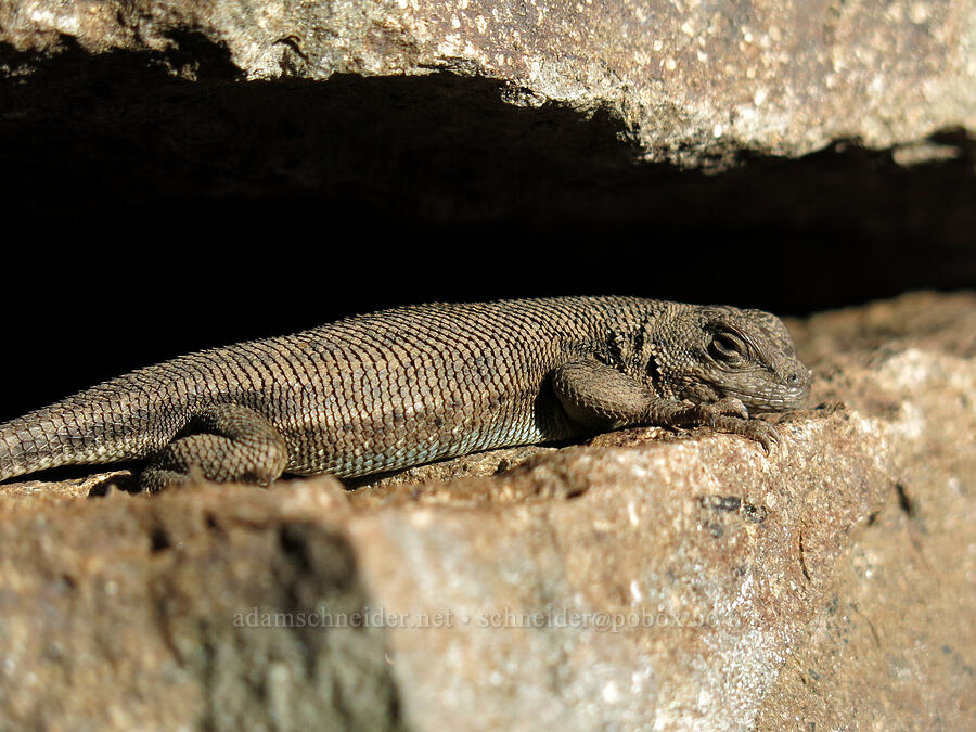 lizard (Sceloporus sp.) [Pilot Rock Trail, Soda Mountain Wilderness, Jackson County, Oregon]