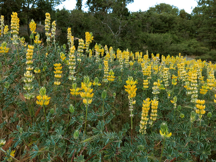 butter lupine (Lupinus luteolus) [BLM Road 40-2E-33, Cascade-Siskiyou National Monument, Jackson County, Oregon]