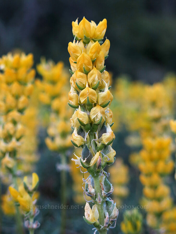 butter lupine (Lupinus luteolus) [BLM Road 40-2E-33, Cascade-Siskiyou National Monument, Jackson County, Oregon]