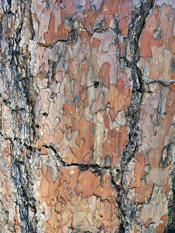 jigsaw-puzzle pine bark (Pinus ponderosa) [Crags Trail, Castle Crags Wilderness, California]
