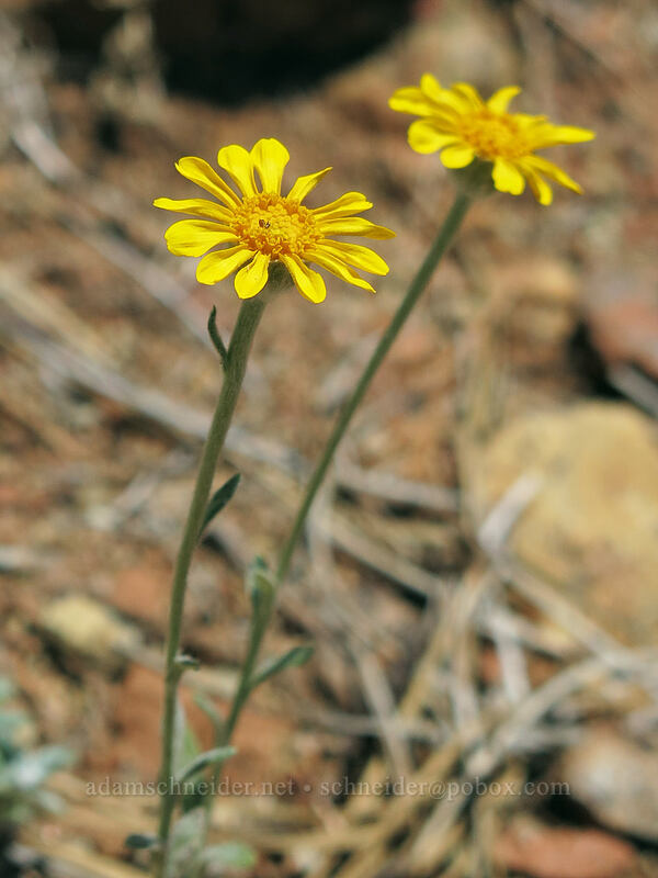Oregon sunshine (woolly sunflower) (Eriophyllum lanatum var. grandiflorum) [Crags Trail, Castle Crags State Park, California]
