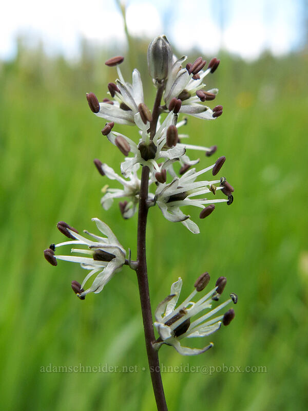 white rush-lily (Hastingsia alba) [Horse Heaven Meadows, Shasta-Trinity National Forest, California]