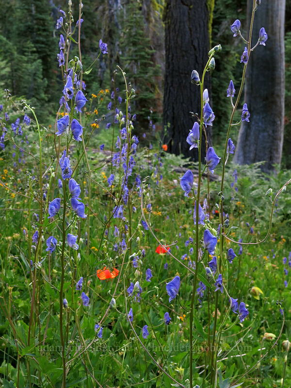 monkshood & other wildflowers (Aconitum columbianum, Lilium pardalinum, Caltha leptosepala, Darlingtonia californica) [above Gumboot Lake, Shasta-Trinity National Forest, California]