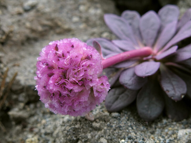 pussypaws (Calyptridium umbellatum (Cistanthe umbellata)) [north of Mud Creek Canyon, Mount Shasta Wilderness, California]