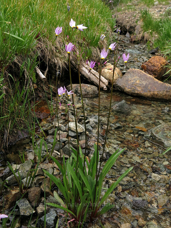 tall mountain shooting stars (Dodecatheon jeffreyi (Primula jeffreyi)) [Forest Road 17, Shasta-Trinity National Forest, California]