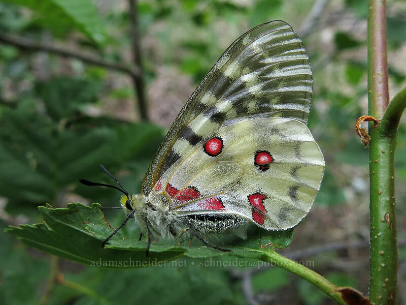 Clodius parnassian butterfly (Parnassius clodius) [Deadfall Meadows, Shasta-Trinity National Forest, California]