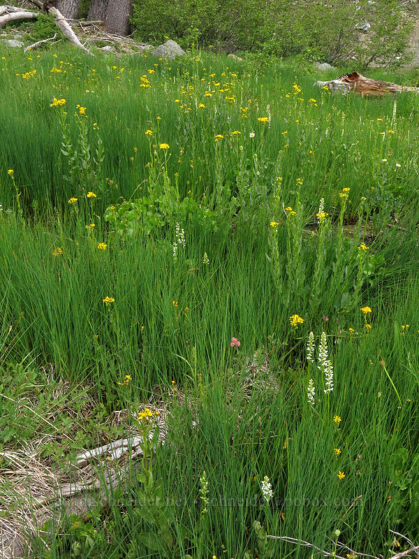 wet meadow [Deadfall Meadows, Shasta-Trinity National Forest, California]