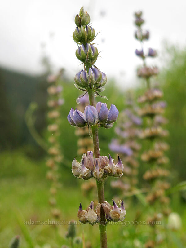 lupines (Lupinus sp.) [Deadfall Meadows, Shasta-Trinity National Forest, California]