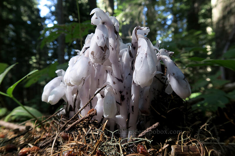 indian pipe (Monotropa uniflora) [Ape Canyon Trail, Mt. St. Helens National Volcanic Monument, Skamania County, Washington]