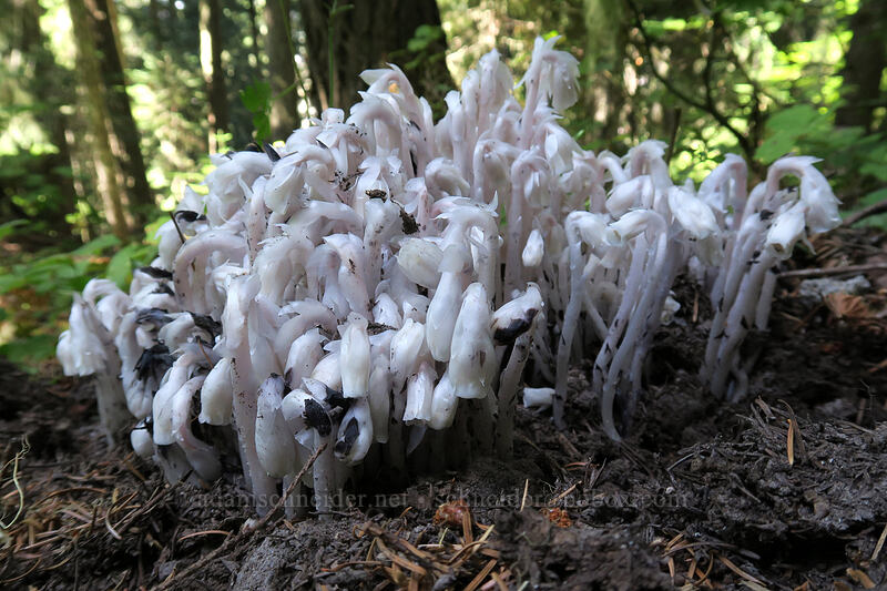 huge clump of indian pipe (Monotropa uniflora) [Ape Canyon Trail, Mt. St. Helens National Volcanic Monument, Skamania County, Washington]