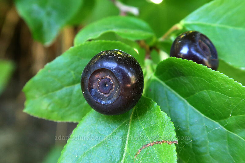 black huckleberries (Vaccinium membranaceum) [Ape Canyon Trail, Mt. St. Helens National Volcanic Monument, Skamania County, Washington]