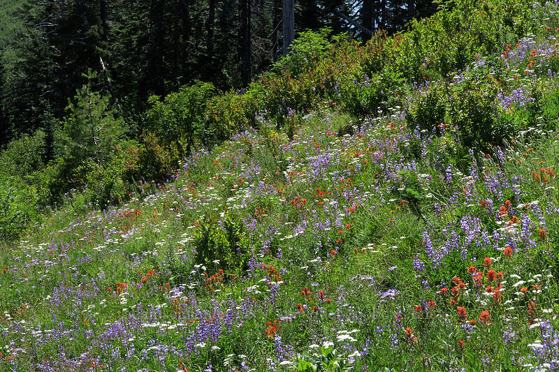 wildflowers (Lupinus latifolius, Castilleja miniata, Achillea millefolium) [Ape Canyon Trail, Mt. St. Helens National Volcanic Monument, Skamania County, Washington]
