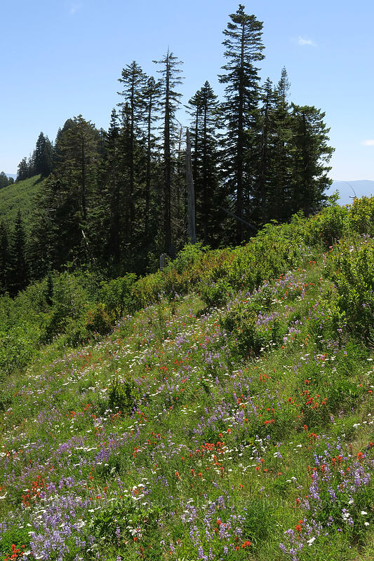 wildflowers (Lupinus latifolius, Castilleja miniata, Achillea millefolium) [Ape Canyon Trail, Mt. St. Helens National Volcanic Monument, Skamania County, Washington]