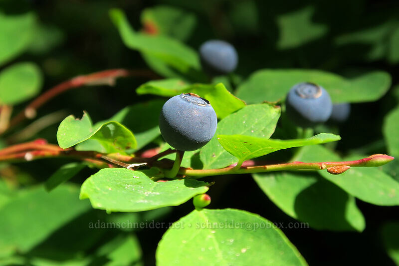 oval-leaf huckleberries (Vaccinium ovalifolium) [Ape Canyon Trail, Mt. St. Helens National Volcanic Monument, Skamania County, Washington]
