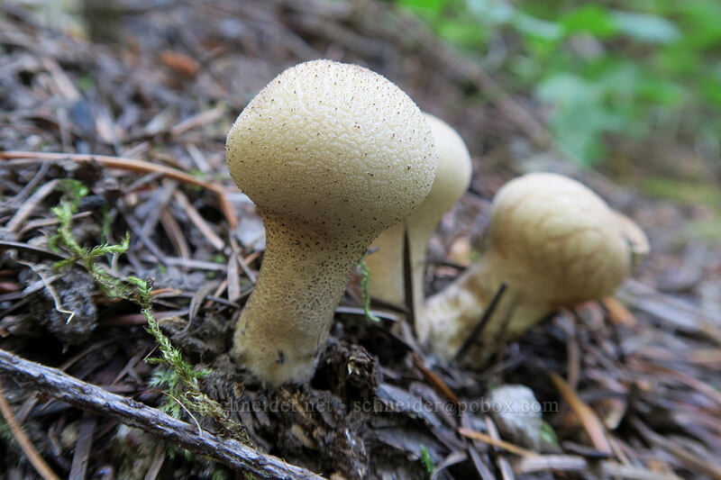 knobby mushrooms [Ape Canyon Trail, Mt. St. Helens National Volcanic Monument, Skamania County, Washington]