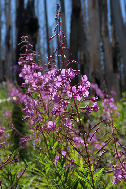 fireweed (Chamerion angustifolium (Chamaenerion angustifolium) (Epilobium angustifolium)) [Vista Ridge Trail, Mt. Hood Wilderness, Hood River County, Oregon]