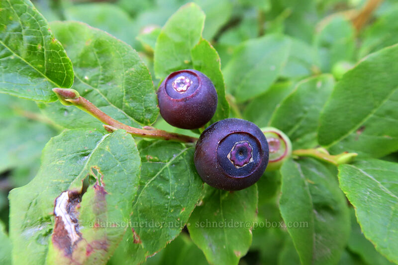 black huckleberries (Vaccinium membranaceum) [Vista Ridge Trail, Mt. Hood Wilderness, Hood River County, Oregon]