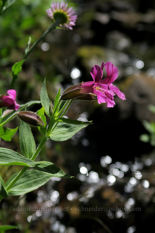 Lewis' monkeyflower (Erythranthe lewisii (Mimulus lewisii)) [Timberline Trail, Mt. Hood Wilderness, Hood River County, Oregon]