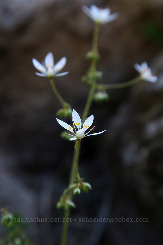rusty saxifrage (Micranthes ferruginea (Saxifraga ferruginea)) [Timberline Trail, Mt. Hood Wilderness, Hood River County, Oregon]