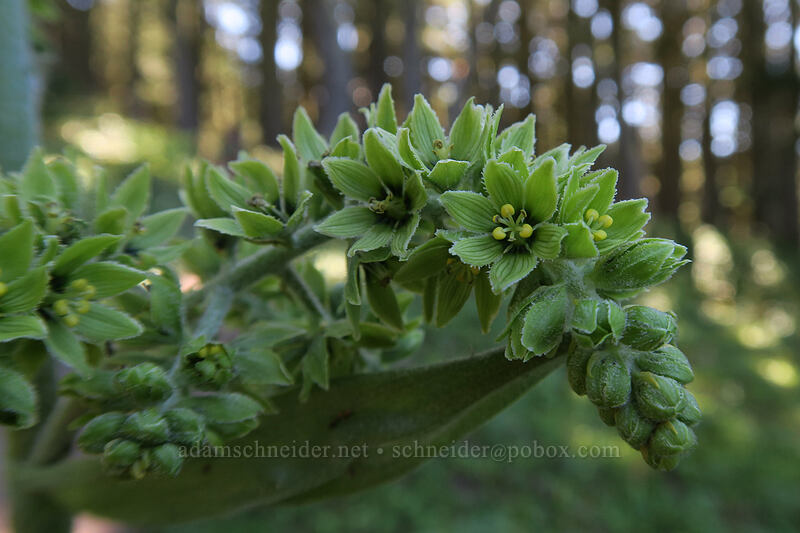 corn-lily flowers (Veratrum viride var. eschscholzianum (Veratrum eschscholtzianum)) [Timberline Trail, Mt. Hood Wilderness, Hood River County, Oregon]