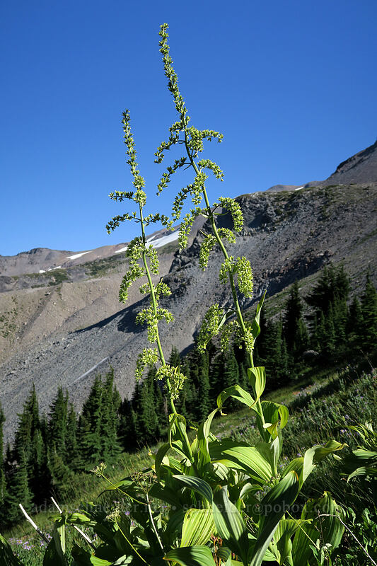 very tall corn-lilies (Veratrum viride var. eschscholzianum (Veratrum eschscholtzianum)) [Elk Cove, Mt. Hood Wilderness, Hood River County, Oregon]