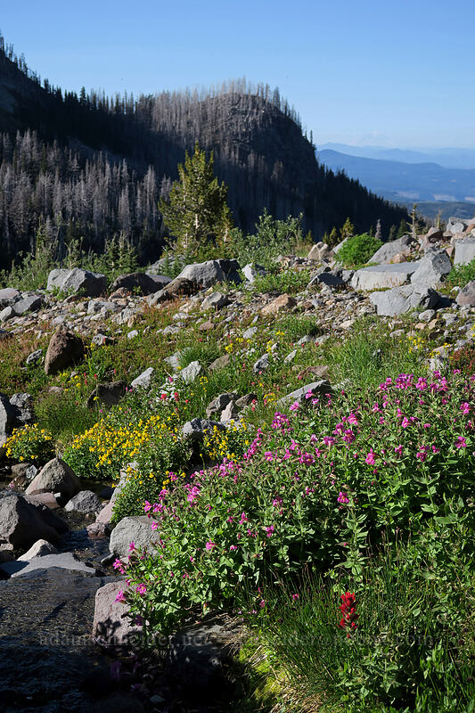 Lewis' monkeyflower & large mountain monkeyflower (Erythranthe lewisii (Mimulus lewisii), Erythranthe tilingii (Mimulus tilingii)) [Elk Cove, Mt. Hood Wilderness, Hood River County, Oregon]