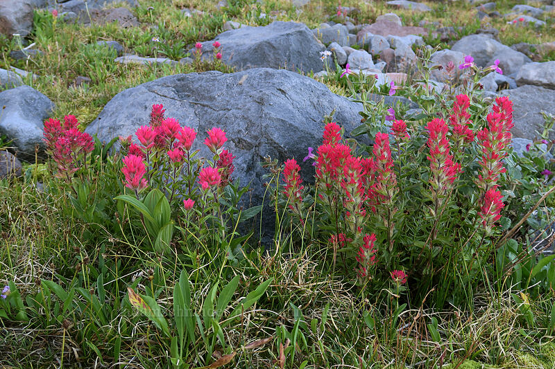 magenta paintbrush (Castilleja parviflora var. oreopola) [Elk Cove, Mt. Hood Wilderness, Hood River County, Oregon]