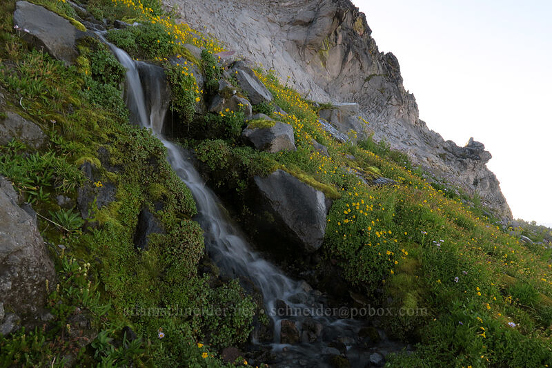 monkeyflower & cascades (Erythranthe tilingii (Mimulus tilingii)) [Elk Cove, Mt. Hood Wilderness, Hood River County, Oregon]