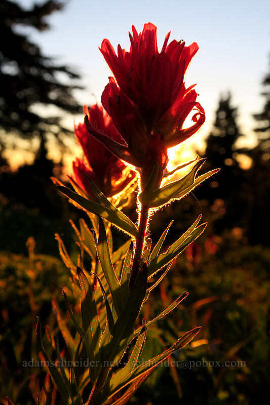 magenta paintbrush at sunset (Castilleja parviflora var. oreopola) [above Elk Cove, Mt. Hood Wilderness, Hood River County, Oregon]