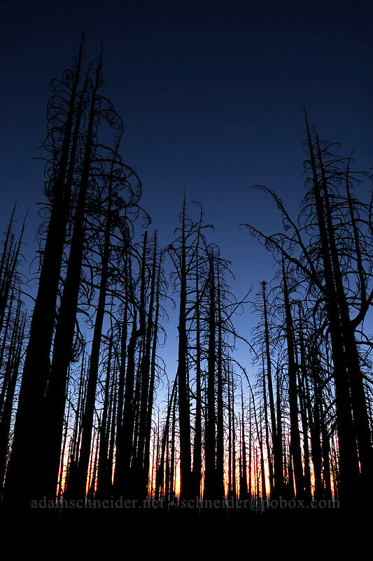 burnt tree silhouettes [Vista Ridge Trail, Mt. Hood Wilderness, Hood River County, Oregon]