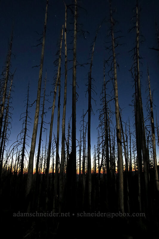 moonlight on burnt trees [Vista Ridge Trail, Mt. Hood Wilderness, Hood River County, Oregon]