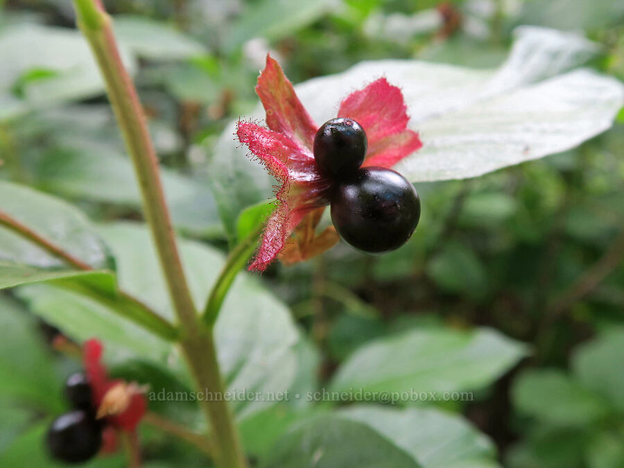 black twin-berry (Lonicera involucrata) [Colchuck Lake Trail, Alpine Lakes Wilderness, Chelan County, Washington]