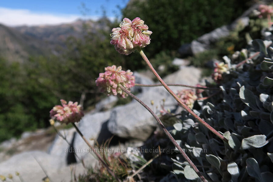 cushion buckwheat (Eriogonum ovalifolium var. nivale) [below Aasgard Pass, Alpine Lakes Wilderness, Chelan County, Washington]