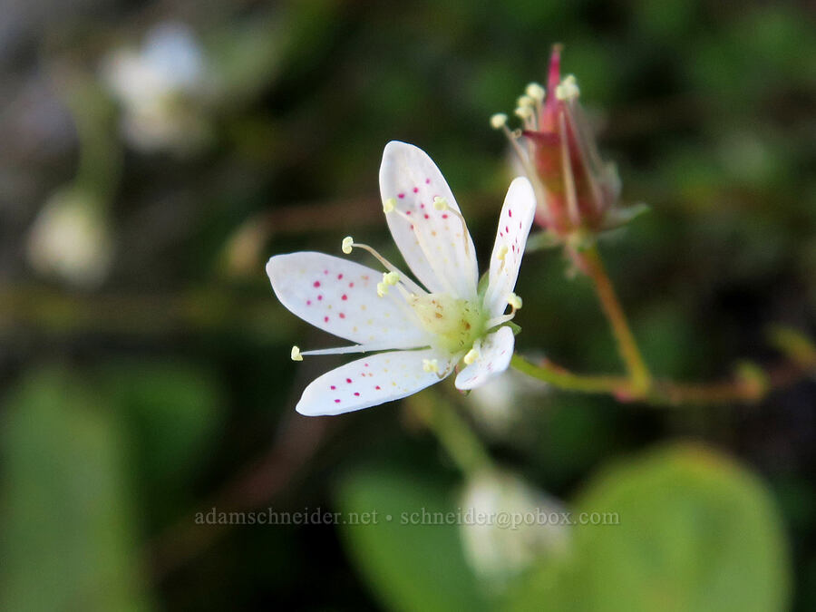 spotted saxifrage (Saxifraga bronchialis ssp. austromontana (Saxifraga austromontana)) [below Aasgard Pass, Alpine Lakes Wilderness, Chelan County, Washington]